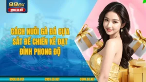 Cách Nuôi Gà Đá Cựa Sắt Để Chiến Kê Đạt Đỉnh Phong Độ